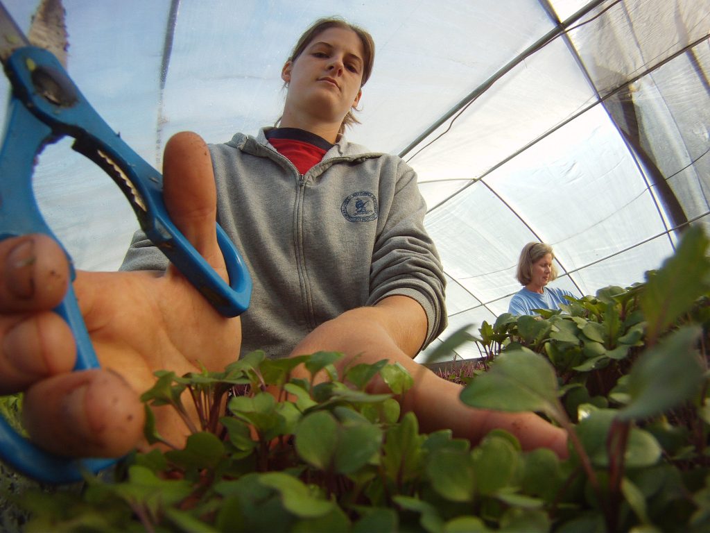 Bilden visar två personer som arbetar i ett växthus. Foto: US Department of agriculture, Flickr, CC BY-ND 2.0